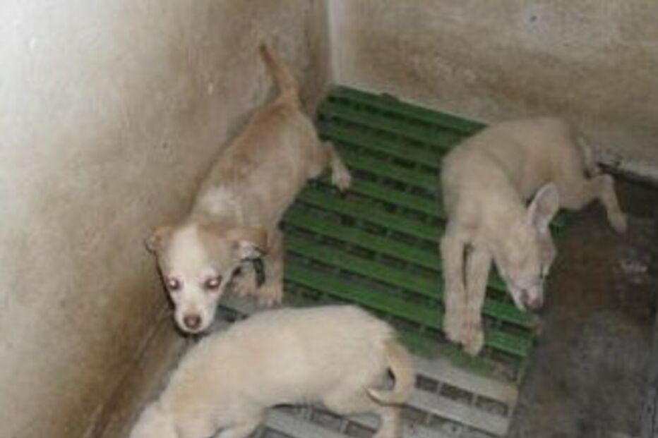 Canil, Gatil,  Lisboa, Tribunal, animais, Abadonados