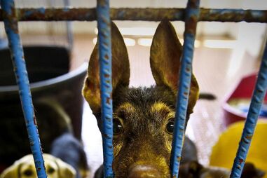 CANIL, SINTRA, CRISE, FÉRIAS