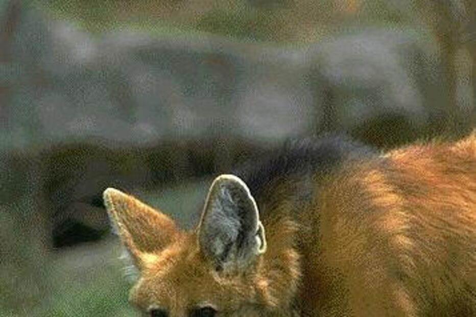 lobo-guará, animal, são paulo, casa de banho, wc, lobo
