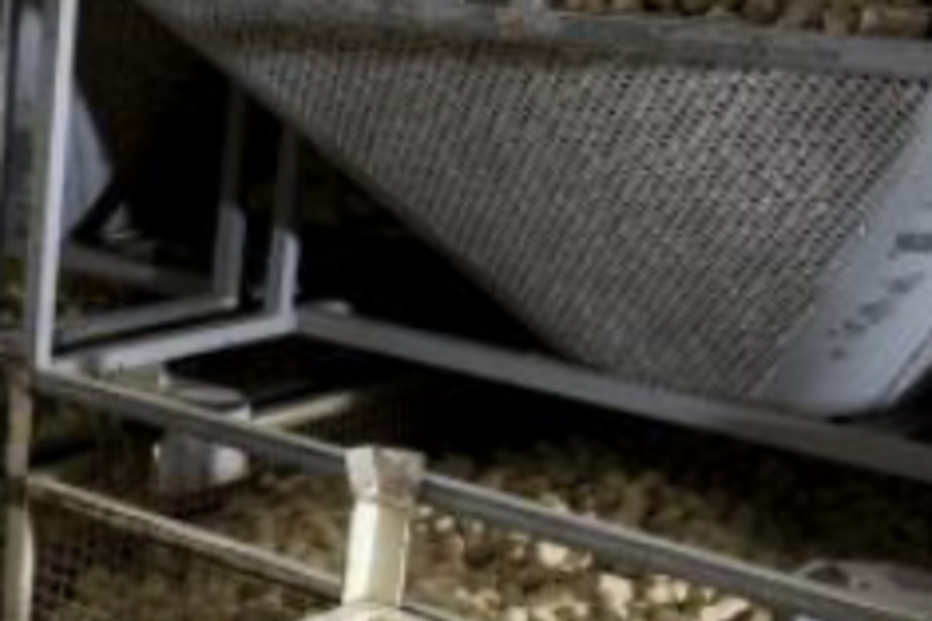 corticeira amorim, economia, lucros, isolamentos, cortiça, amorim