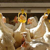 <![CDATA[ Gripe das aves detetada na ilha da Madeira ]]>