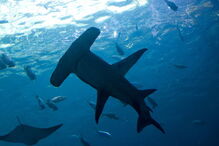 ALGARVE, TUBARÕES, COSTA VICENTINA