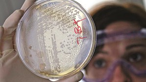 Coentros podem matar E.coli