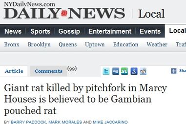 ratazana, gigantes, monstro, eua,brooklyn, bairro social, animal, bicho, rato, doença