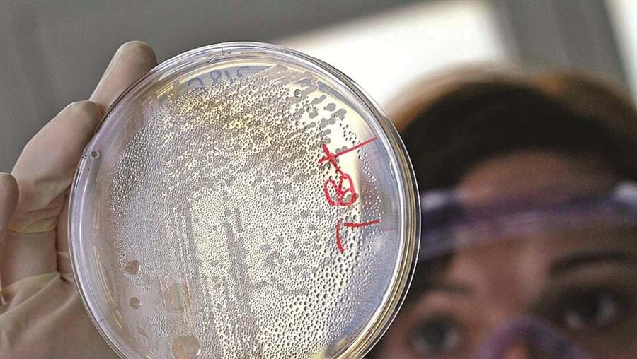 A investigação concluiu que o óleo de coentros pode ajudar a combater bactérias como a E.coli  