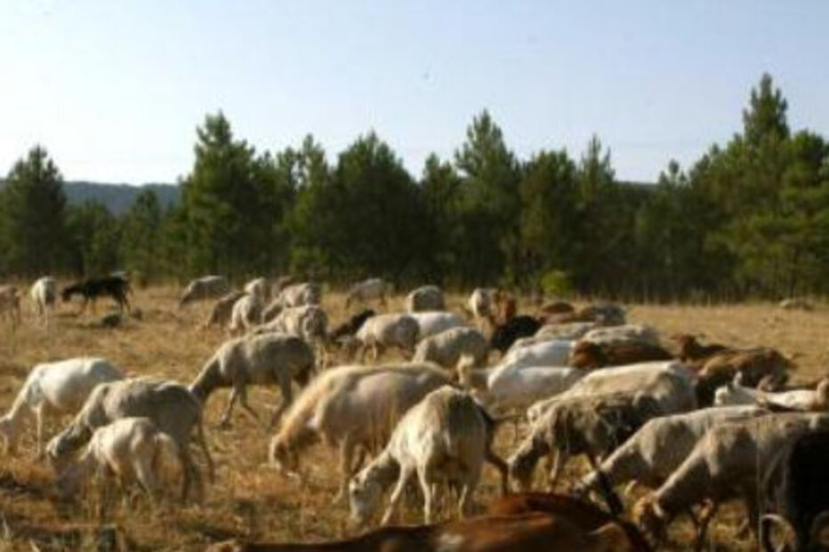 brucelose, animais, explorações, vila nova de paiva, josé morgado