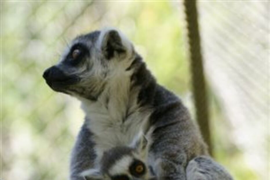 zoo, lisboa, lémure, animais, jardim zoológico