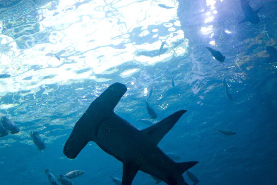 ALGARVE, TUBARÕES, COSTA VICENTINA