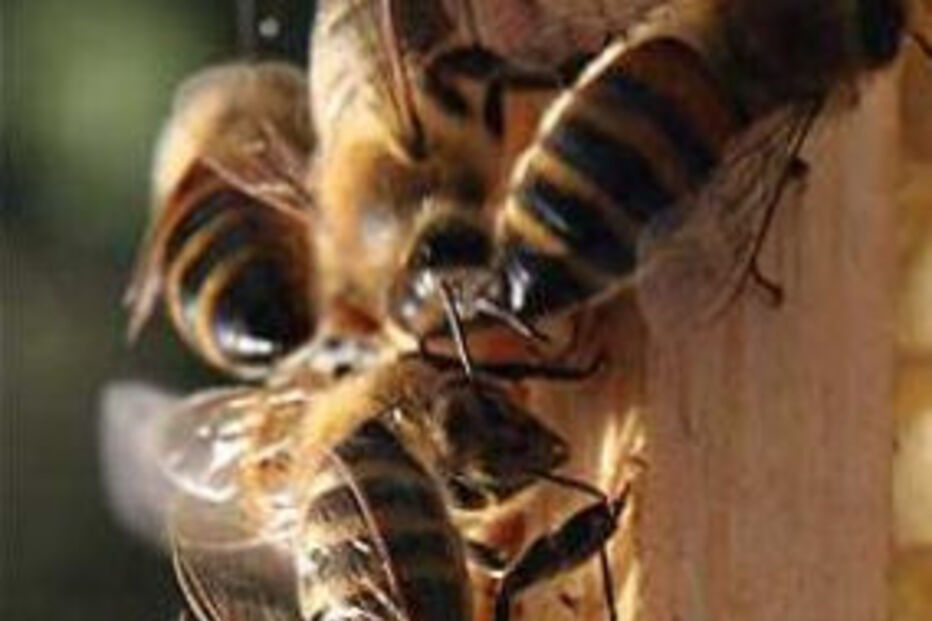 abelhas, alcochete, enxame, bombeiros, protecção civil, apicultor