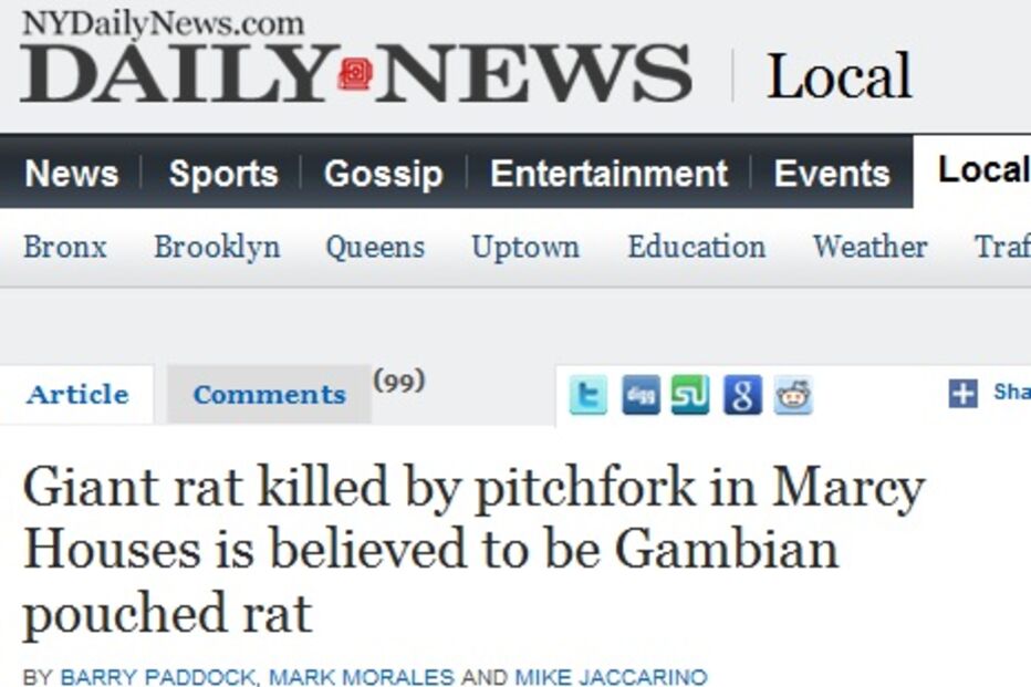 ratazana, gigantes, monstro, eua,brooklyn, bairro social, animal, bicho, rato, doença