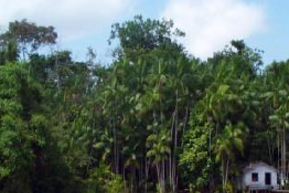 Amazonas, Hamza