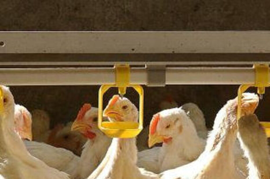 fao, onu, gripe, gripe das aves, doença, vírus, h5n1, aves, agricultura, ambiente