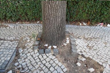 Coimbra pede arranjo dos passeios