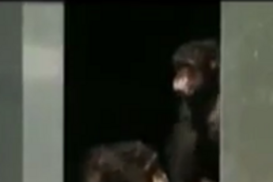 chimpanzés, símios, ciência, áustria, testes, laboratório