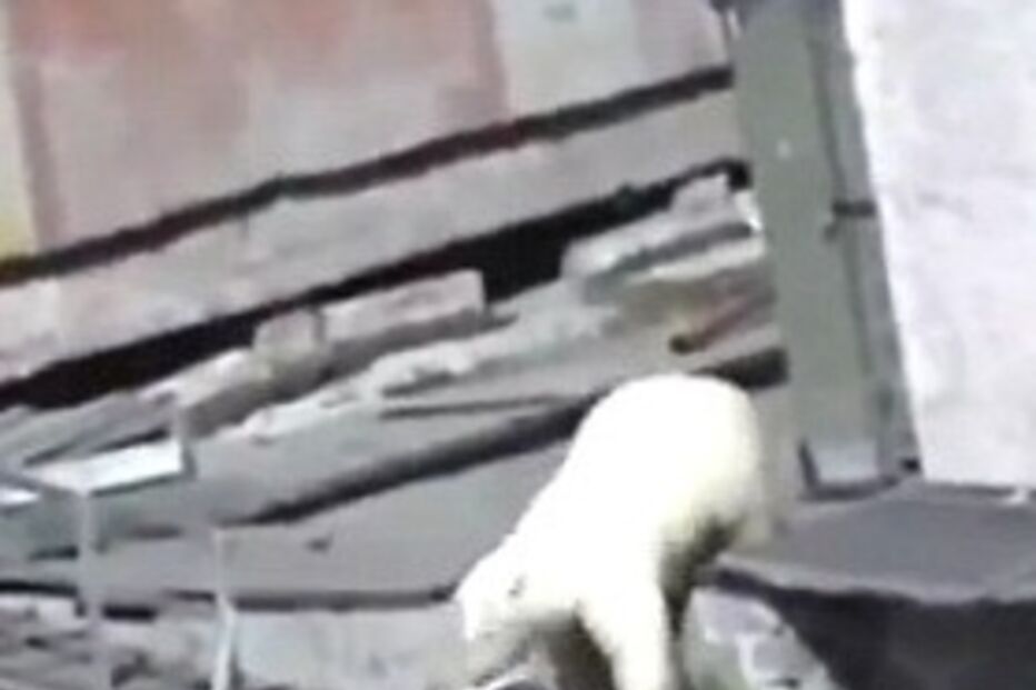 Rússia, Urso Polar, Vídeo, Internet, Telemóvel