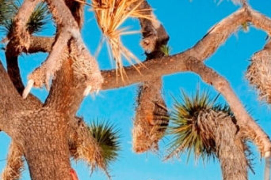 CONCERTO, ROCK, TEMPO, PORTIMÃO, DIANA PIEDADE