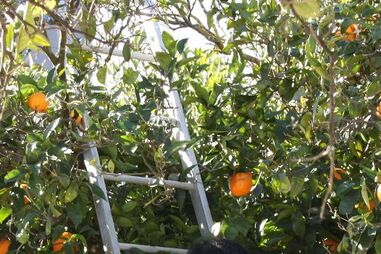 pomares, agricultura, algarve, campos, calor, citrinos, apicultura