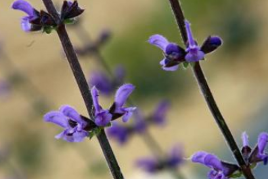 droga, salvia, cogumelos, jovens, toxicodependência, idt, erva