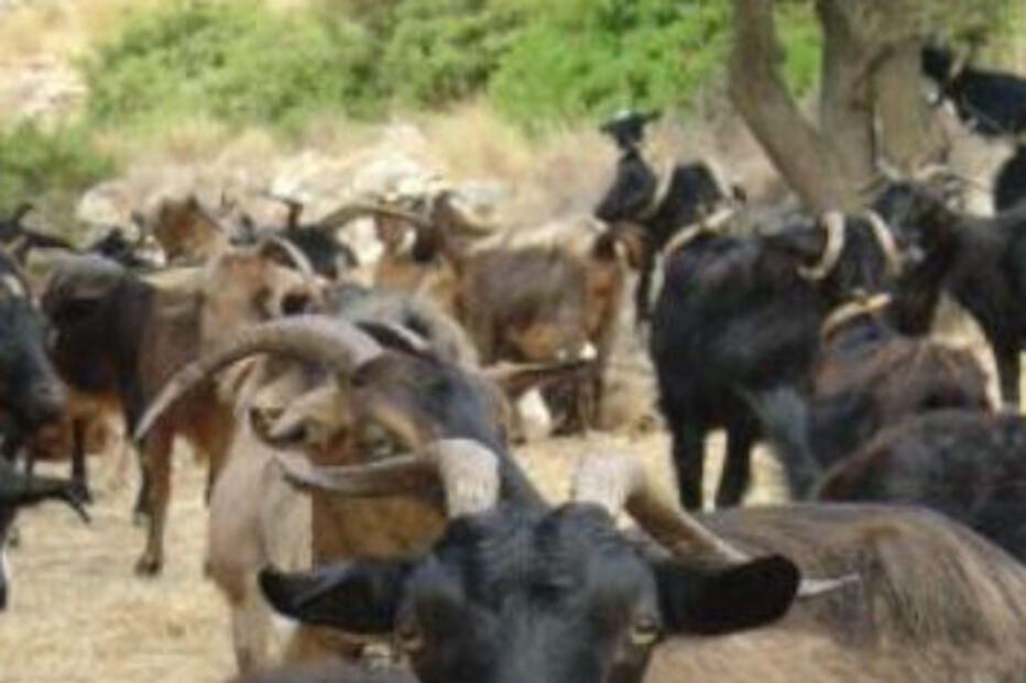 sexo, animal, estudo, brasil, hospital, cancro