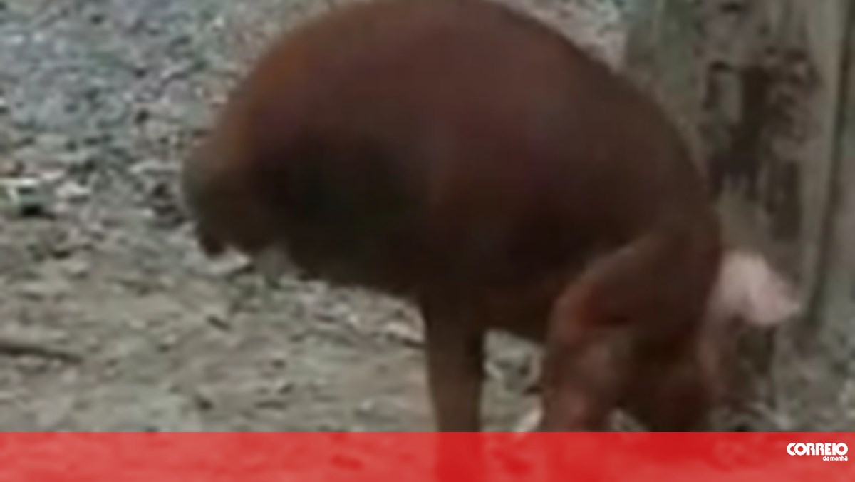 Porco aprende a andar em duas patas (COM VÍDEO) - Insólitos