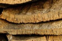 amorim, corticeira, lucros