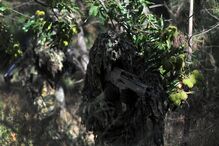 Tropas Especiais (II): Os Rangers de Lamego   