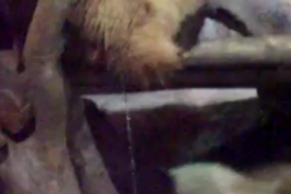 panda, china, zoo, ursos, urina