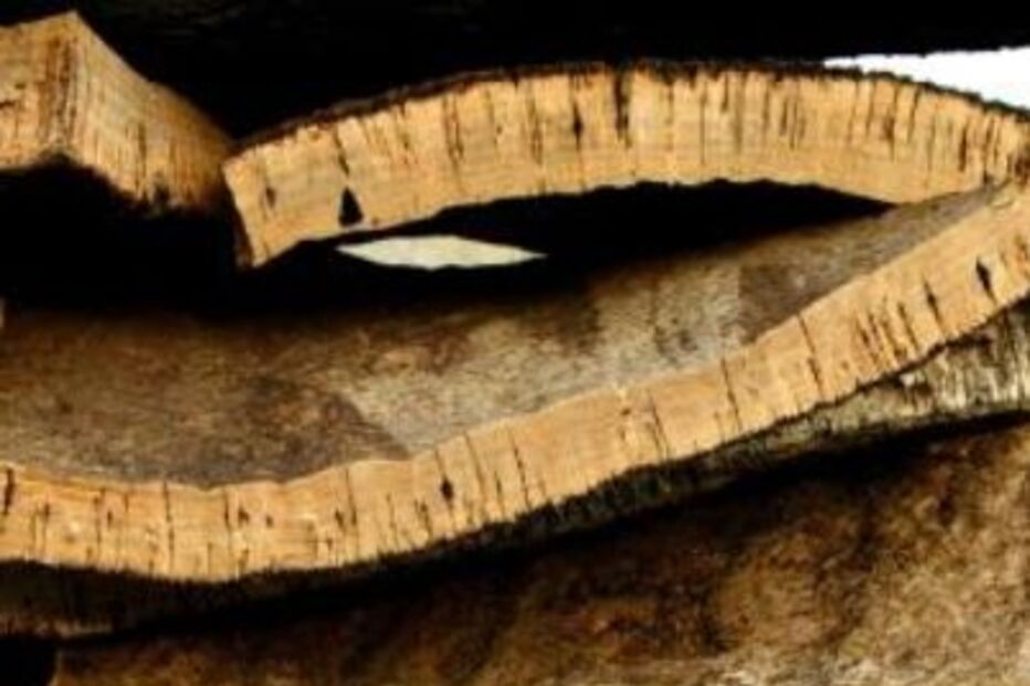 amorim, corticeira, lucros