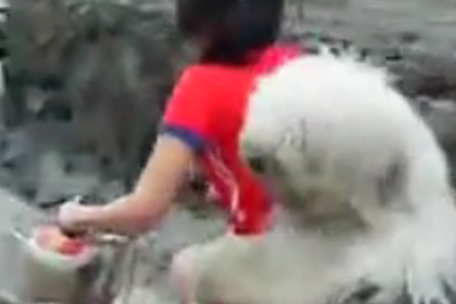 cão, china, bicicleta, youtube