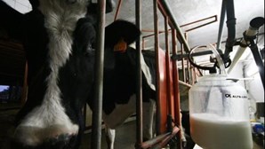 Cooperativa de Laticínios de São Miguel sobe em 8 cêntimos leite pago ao produtor