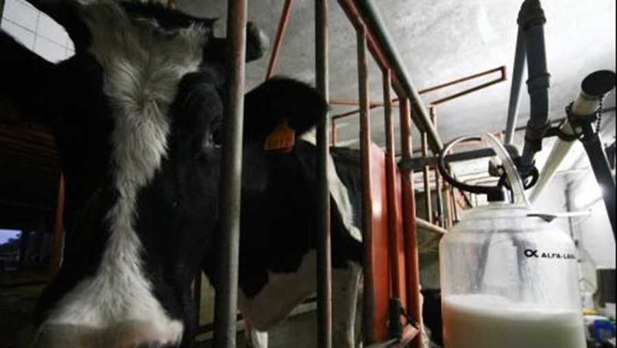 Produção de leite nos Açores