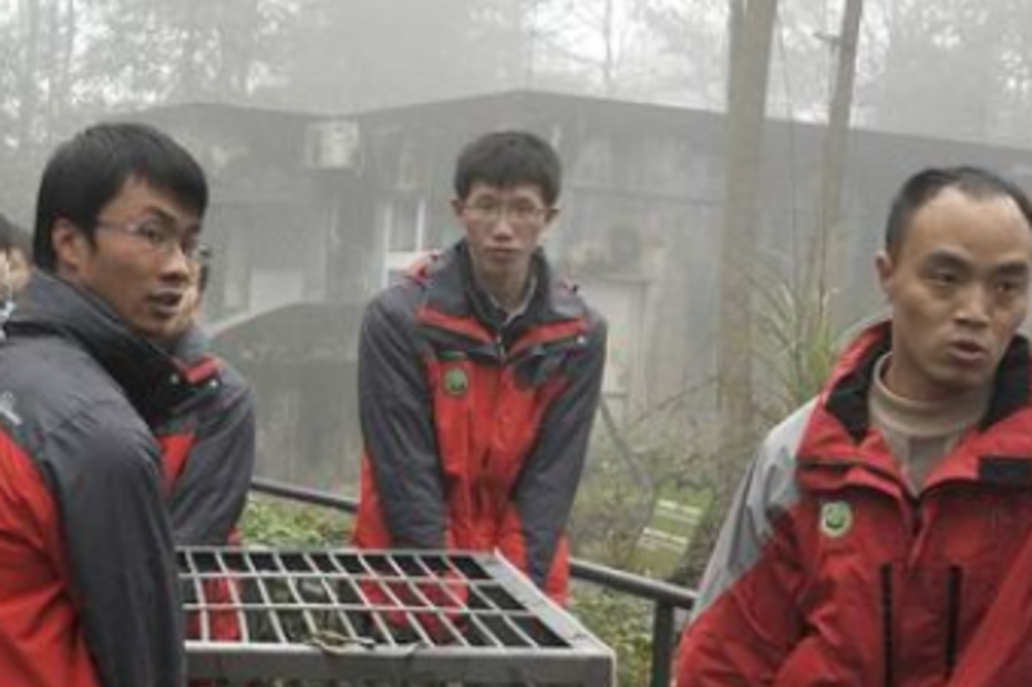 panda, edimburgo, escócia, zoo, animais, ursos