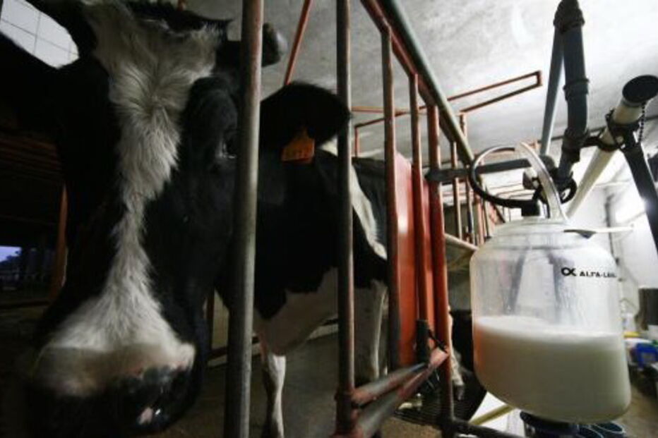 produção de leite, Açores