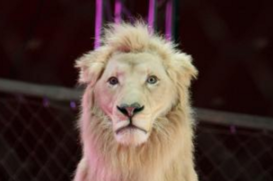 circo, tv, televisão, natal