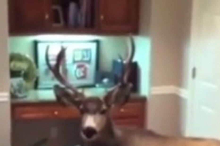 natal, renas, veados, véspera de natal, chifres, bountiful, utah