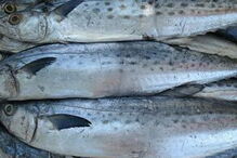 Matosinhos,pescada,lota,GNR