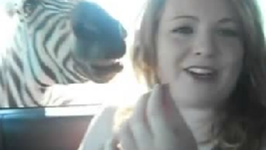 Zebra ataca visitante de safari VÍDEO) Insólitos Correio da Manhã