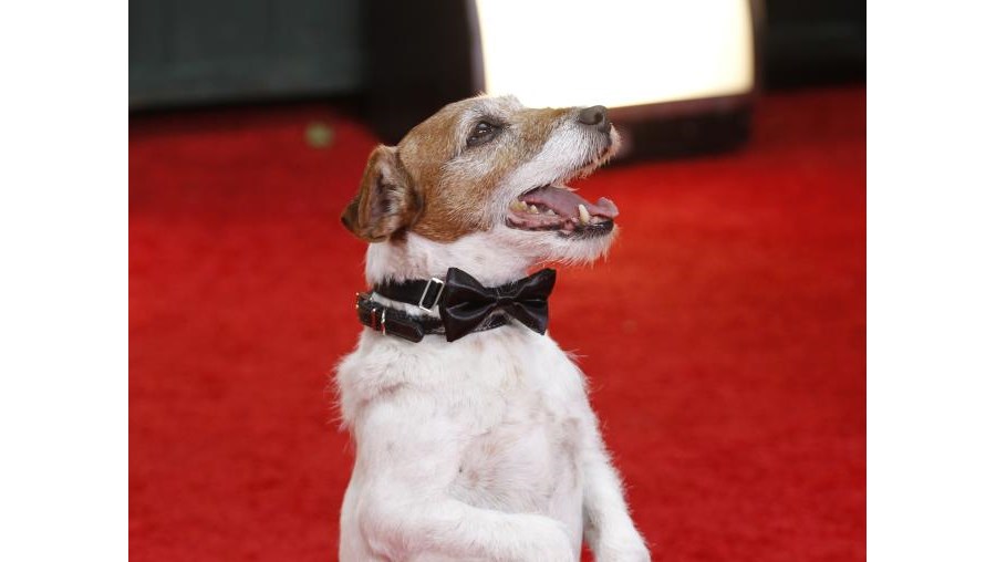 Uggie está nomeado para a categorias de Melhor Cão num Filme (‘O Artista’) nos galardões Golden Collar (‘Coleira de Ouro’)