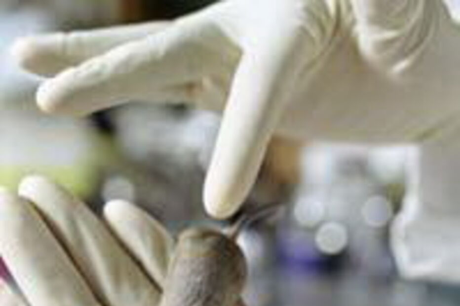 INFERTILIDADE, RATOS, ESPERMA, CIÊNCIA