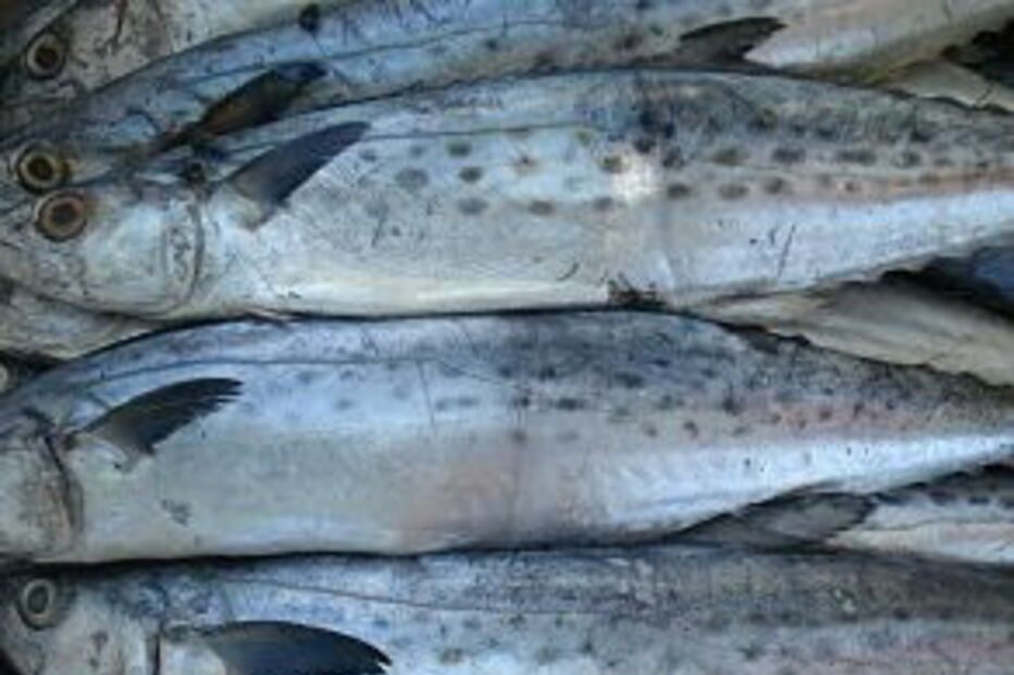 Matosinhos,pescada,lota,GNR