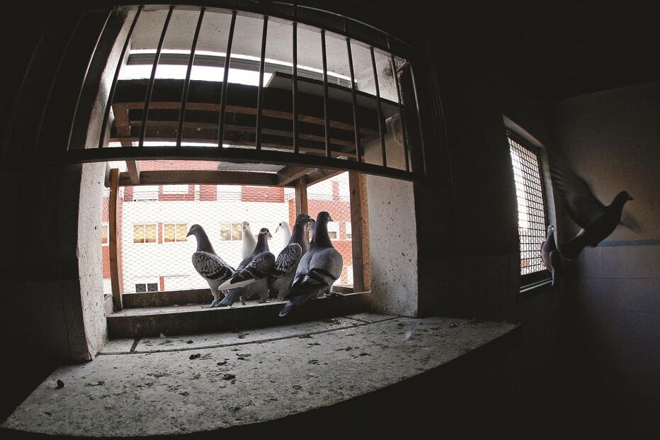 Exército de pombos-correios em Lisboa