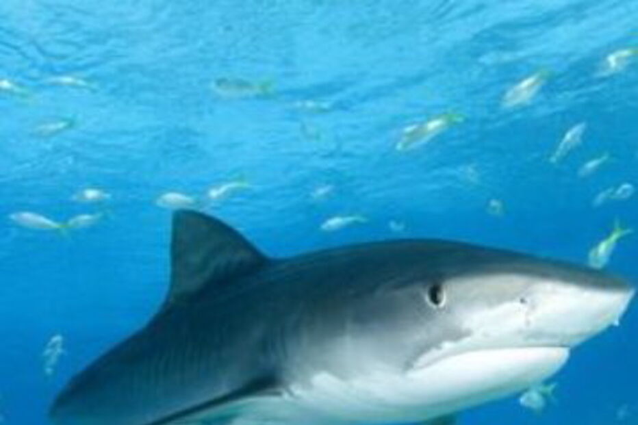 açores, são miguel, tubarão tigre