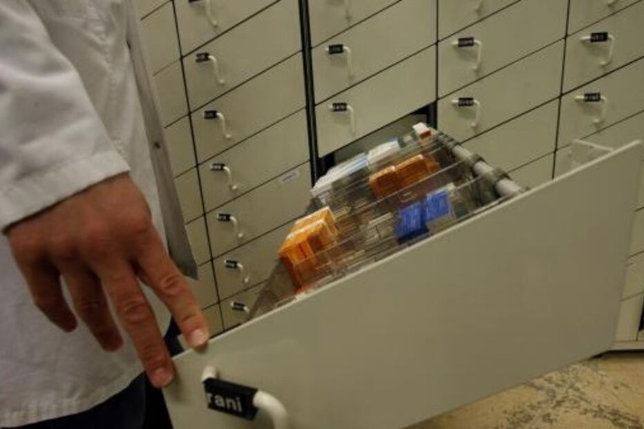 medicamentos, nimesulida, tratamento, crónica, osteoartrose dolorosa, Infarmed