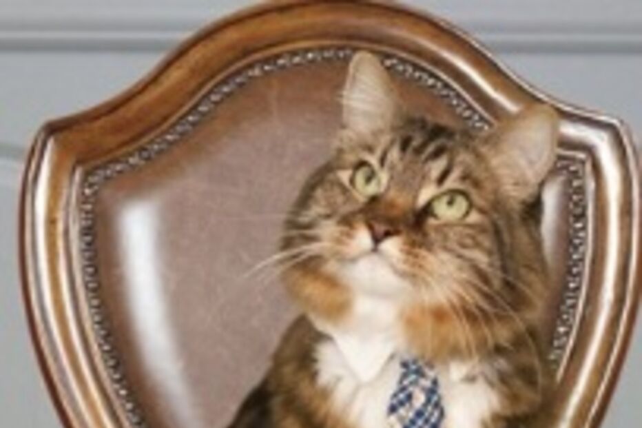 Hank, Gato, Senado, EUA