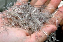 Peixe, Pescada Imatura, GNR, Meixão, Enguia Bebé, Aveiro, Nazaré