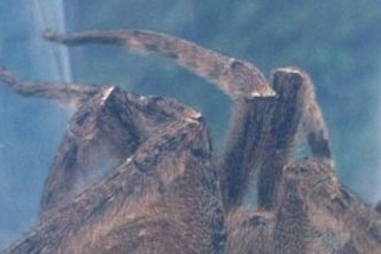 aranha, bananas, escócia, edimburgo, colômbia, aracnídio