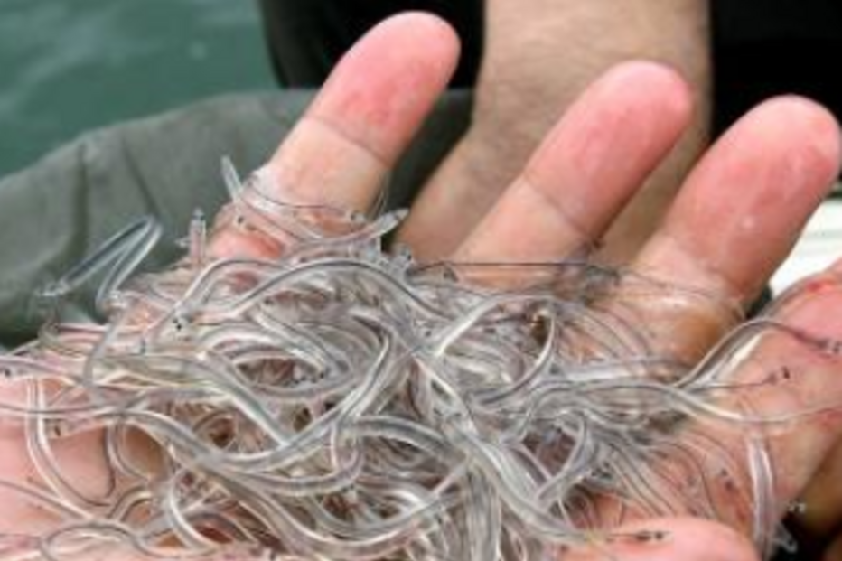 Peixe, Pescada Imatura, GNR, Meixão, Enguia Bebé, Aveiro, Nazaré