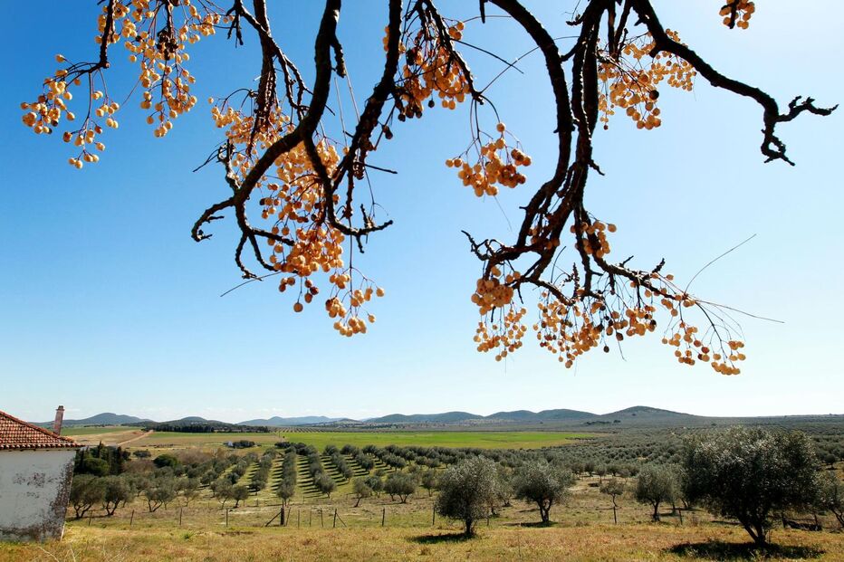 A Herdade que nunca foi desocupada