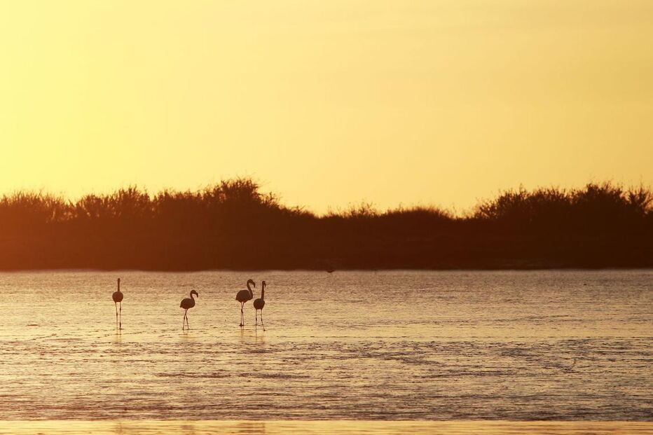 O estuário do Tejo como já não se via 