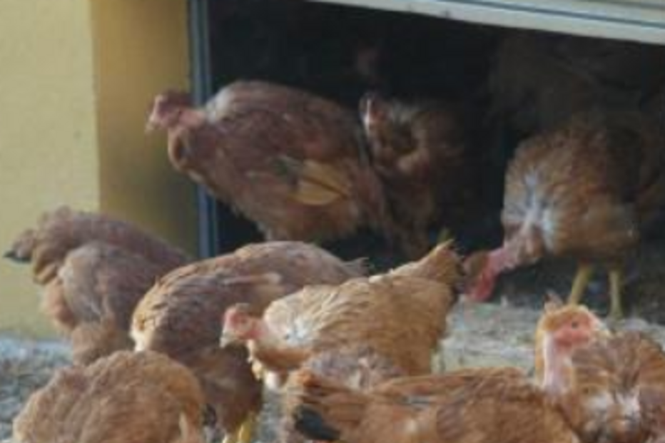 Coreia do Sul, Saúde, Gripe das Aves, Surto